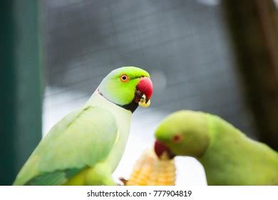 Green Bird Red Beak Stock Photo (Edit Now) 777904819