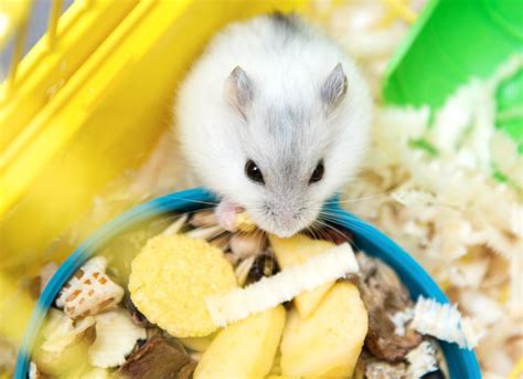 What Can Hamsters Eat? | PetMD