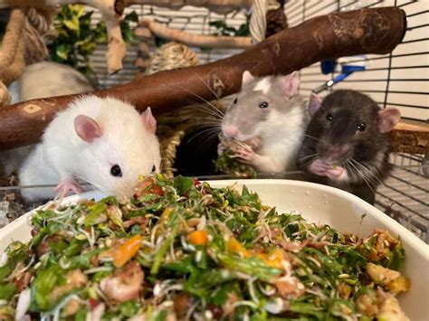 What Do Pet Rats Eat? A Guide to a Healthy Diet for Rats