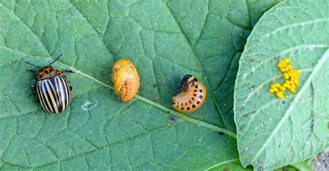 The Life Cycle of a Beetle - AZ Animals