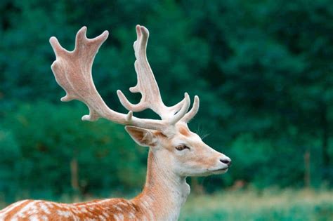 Do Female Deer Have Antlers? – North American Nature