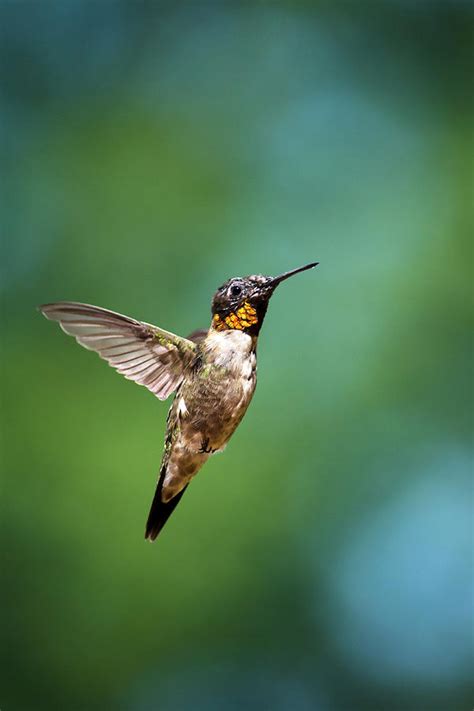 Flying Hummingbird Photograph by Christina Rollo