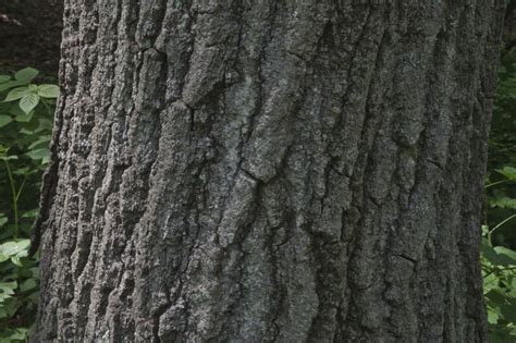 Northern Red Oak Bark | ClipPix ETC: Educational Photos for Students ...