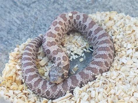 10 Stunning Western Hognose Snake Morphs - ReptileWorldFacts