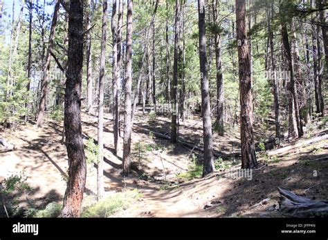 A very heavily wooded area even for a forest Stock Photo - Alamy