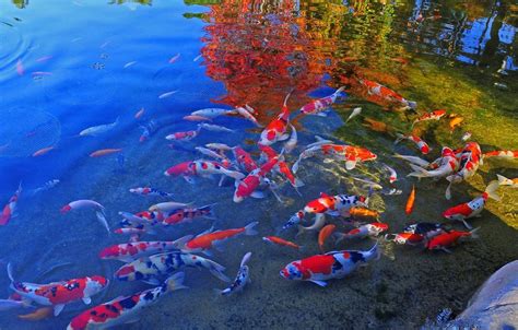 🔥 [50+] Koi Pond Live Wallpapers | WallpaperSafari