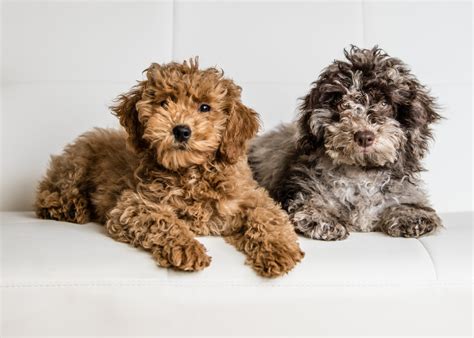 How Much Is A Miniature Goldendoodle