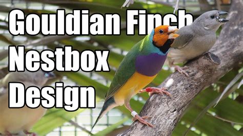 Gouldian Finch Nestbox Design Update - YouTube