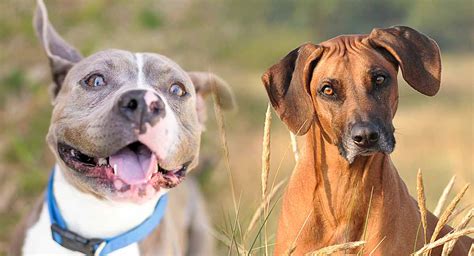 10 Must-Have Products for Your Ridgeback Pitbull Mix: A Buying Guide ...