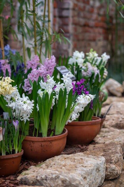 Premium Photo | Hyacinths with colorful flowers in a decorative clay pot