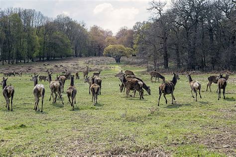 London: Top things to do in Richmond Park - Travel on a Time Budget