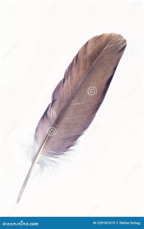 Isolated Eagle Feather on White Stock Image - Image of molt, feather ...