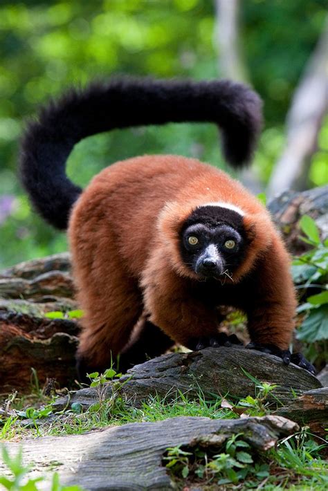 Red Lemur | Animals beautiful, Cute animals, Wildlife animals