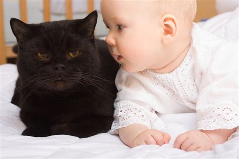 Cats and Babies | ASPCA