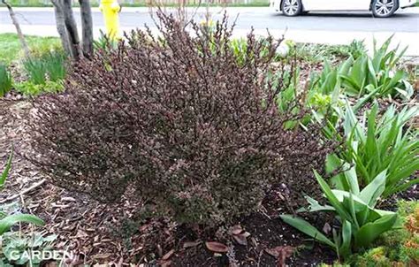 How to Prune Barberry (Berberis) - The Fabulous Garden