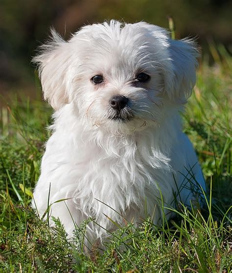 The Maltese - The Happy Puppy Site