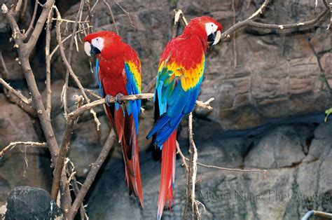 Miguel Nuñez Photography: Birds - Omaha Zoo (#1)