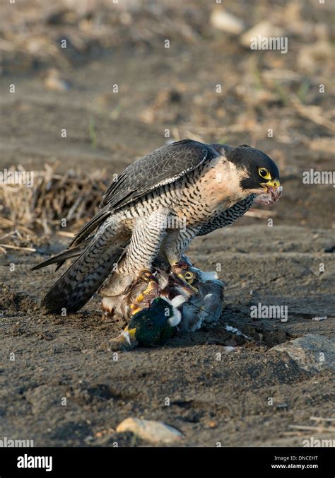 Hunting Peregrine Falcon Stock Photo - Alamy