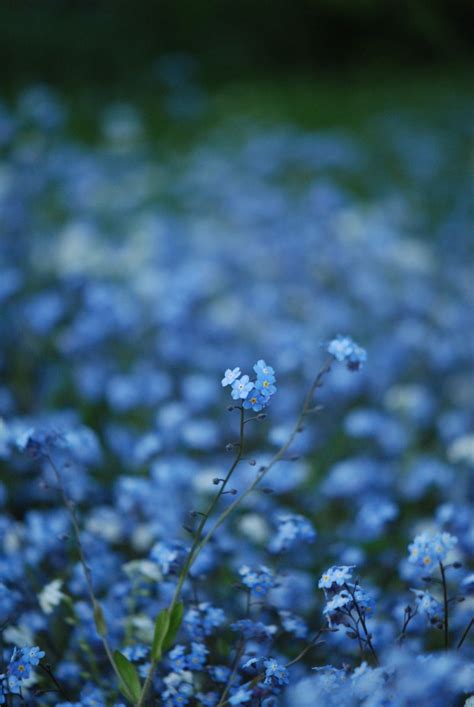 Blue Flower Wallpaper Aesthetic : Pin on Coisas que eu achei : Cute ...