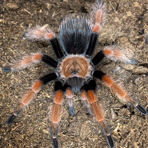 Cutest Tarantulas - Галерија слика