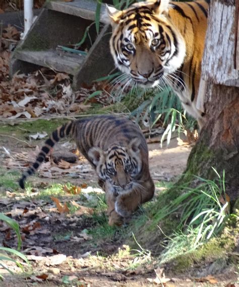 Love, Joy and Peas: Cute Tiger Cubs Playing (Photos)