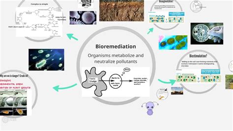 Bioaugmentation vs Biostimulation By Ellen Suh and Jen Martin - YouTube