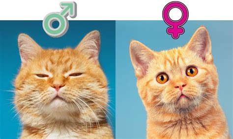 How to Tell Cat Gender by Face? - The Absolute Easiest Way