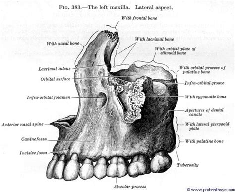 Maxilla - Prohealthsys