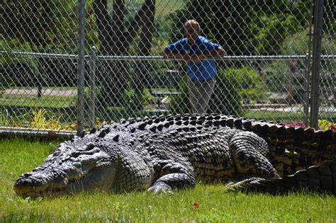 Giant Crocodile