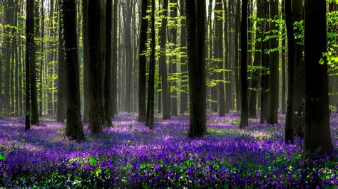 Download Forest Spring Purple Flower Flower Nature Hyacinth HD ...