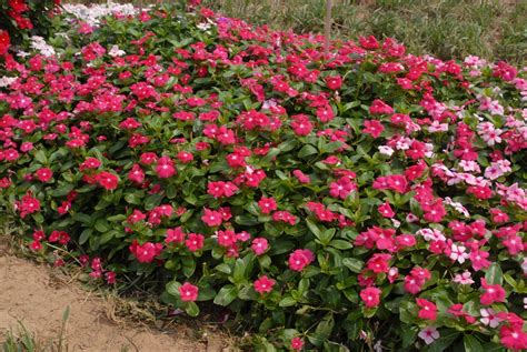 #223 Periwinkle/ 100 Seeds Catharanthus Roseus Madagascar Home & Garden ...