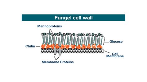 What is the typical composition of cell wall of fungi?