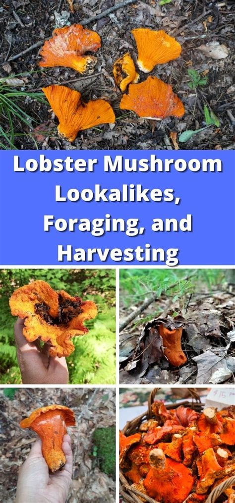 Lobster Mushrooms: Foraging, Harvesting, and Cooking Guide - Mushroom ...