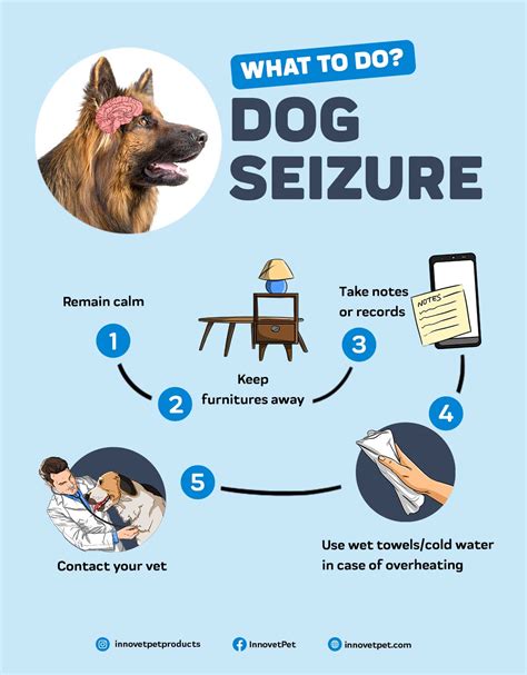 Exploring The Impact: Do Seizures Affect Dogs Memory Functions?