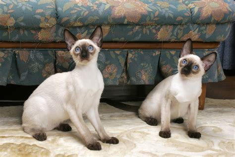 Siamese Cat Breed Information - Vetstreet | Vetstreet