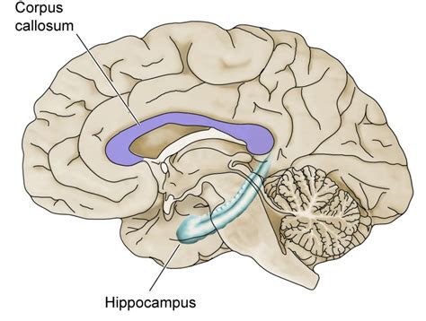 Hippocampus Function Brain - fasrag