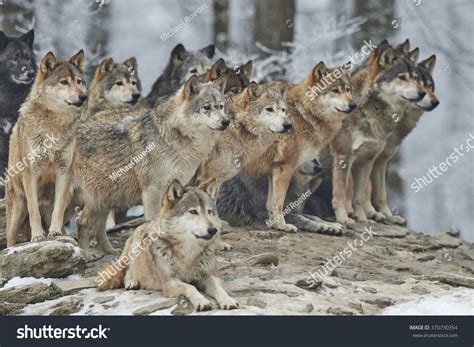 15,297 Wolf Pack Images, Stock Photos, 3D objects, & Vectors | Shutterstock