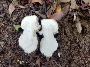 Panther Cap (Amanita pantherina): Identification, Look-Alikes, Benefits ...