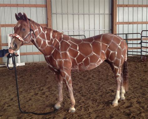 Giraffe Horse Costume