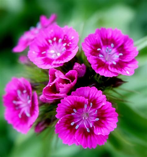 File:Pink Sweet William flowers.jpg - Wikipedia