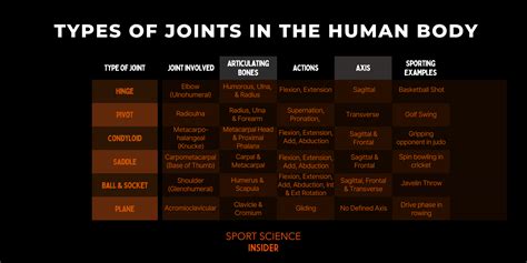 Types of joints in the Human Body: Named & Explained