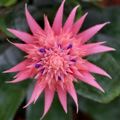 Pink Bromeliad Photo Print, Pink Bromeliad Wall Art, Bromeliad Blossom ...