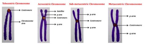 Centromere Types