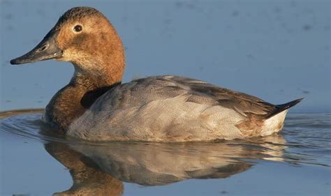 Canvasback female | Bird carving, Bird pictures, Redhead duck