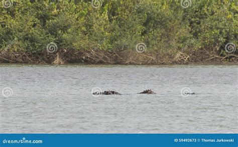 Hippo In The River Stock Photo - Image: 59492673