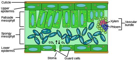 Leaf Cell - Definition and Types | Biology Dictionary