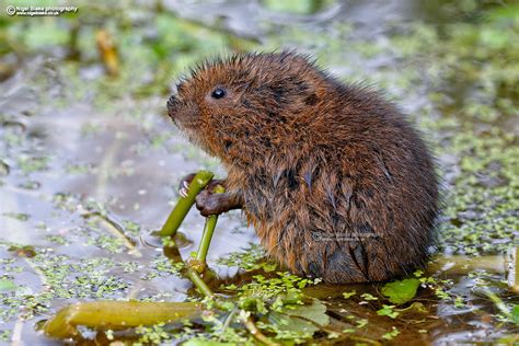 Water Vole, Arvicola amphibius | European Water Vole or Nort… | Flickr