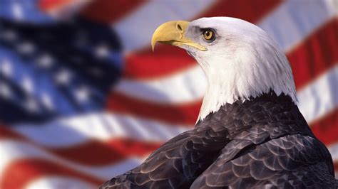 American Bald Eagle Wallpapers - Wallpaper Cave