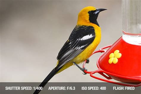 Bird Photography Tips | Close-up Photography Tips