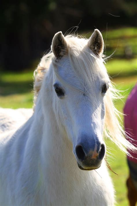 love Welsh ponies | Welsh pony, Beautiful horses, Pony breeds